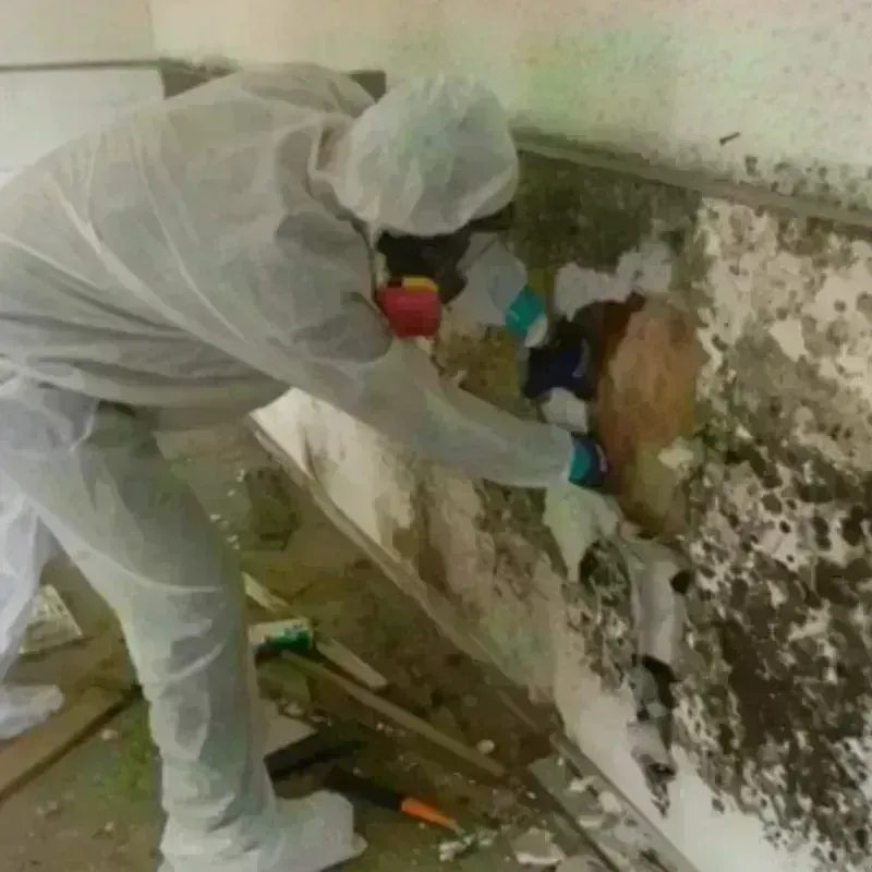 Mold Remediation and Removal in Oblong, IL